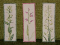 /album/megveheto-rajzok/feher-piros-kardos-madarsisak-cephalanthera-damasonium-rubra-longifolia-jpg1/